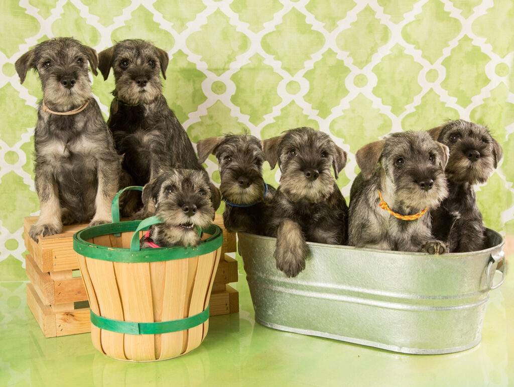 Green Gables Litter - Jan 2022