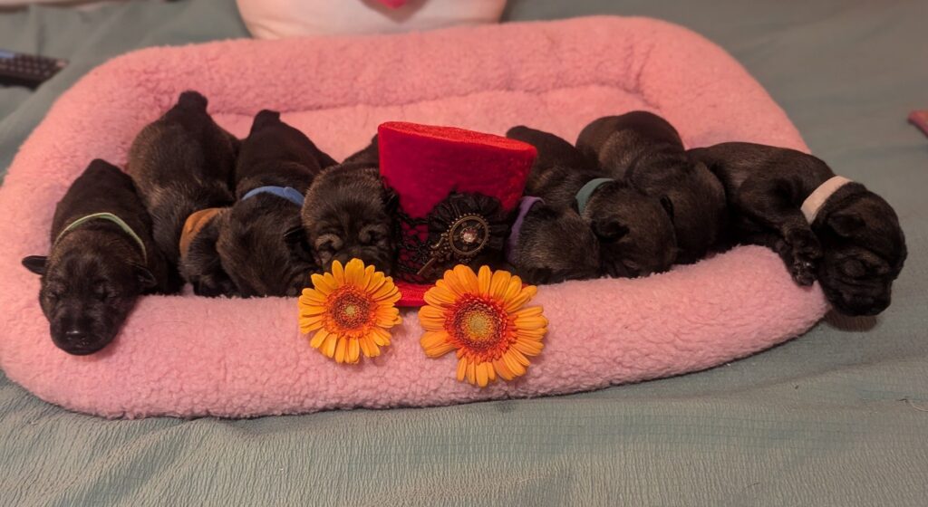 Standard schnauzer puppies, Willy Wonka litter 