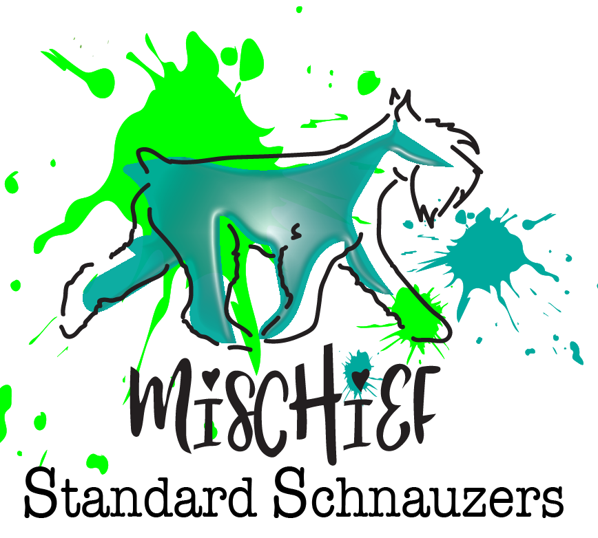 Mischief Standard Schnauzers
